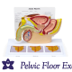 3D Male Pelvis and Prostate Model