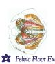 Pelvic Model Male*