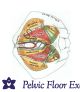Pelvic Model Female*