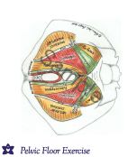 Pelvic Model Female + Male*